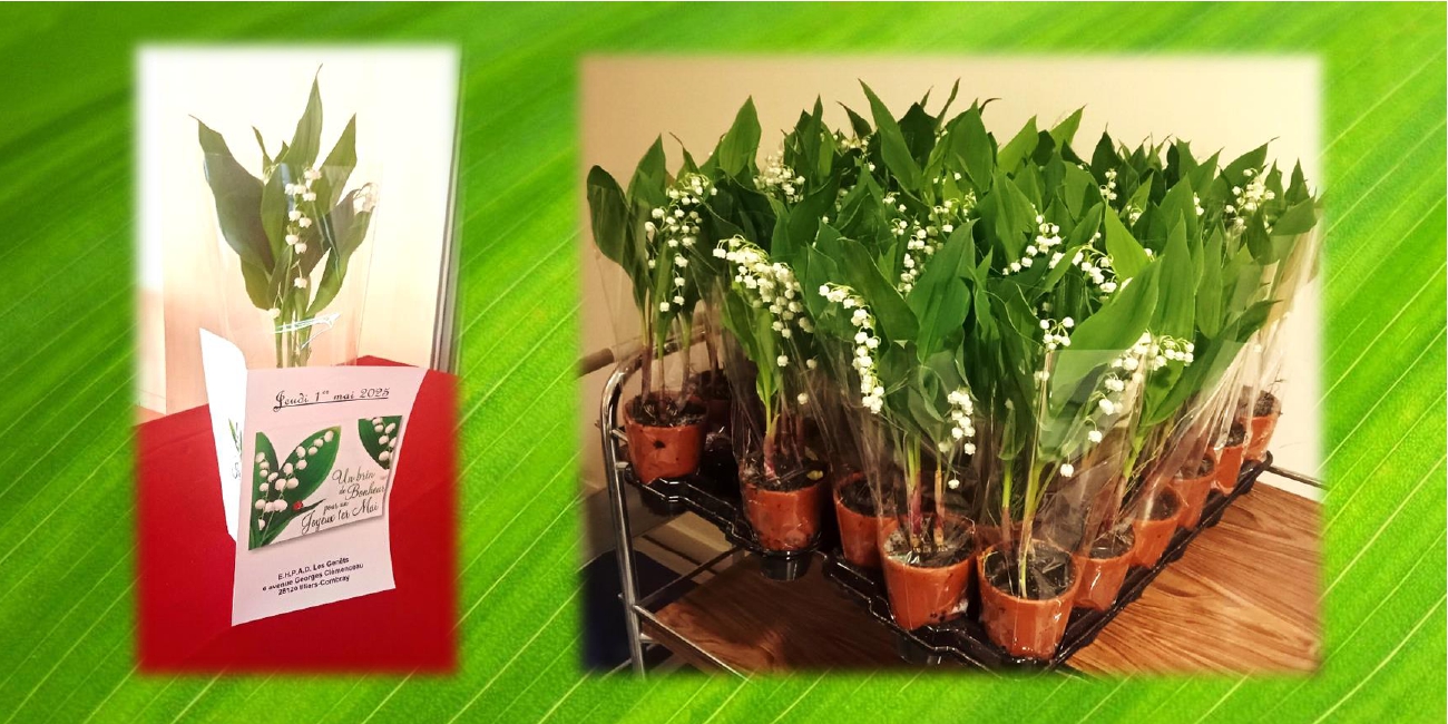 Nous remercions vivement l'association "Les Aubépines" qui a offert à l'EHPAD à l'occasion du 1er mai, du muguet en pot, à disposer sur les tables des salles à manger. Des brins de bonheur au parfum frais et agréable !